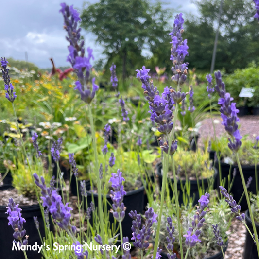 'Phenomenal®' English Lavender | Lavandula intermedia