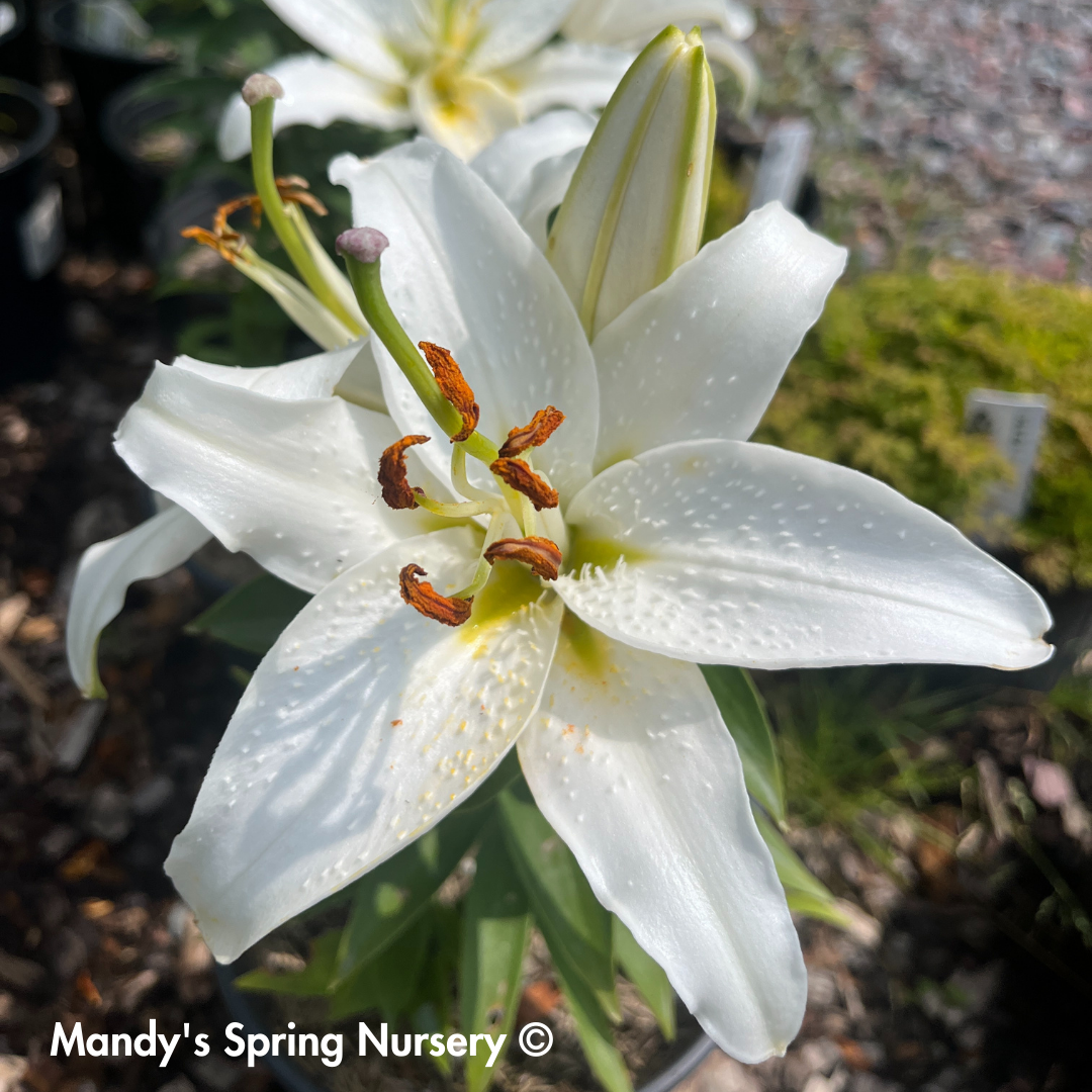 are lilies a spring flower Sunny Bahamas Oriental Lily