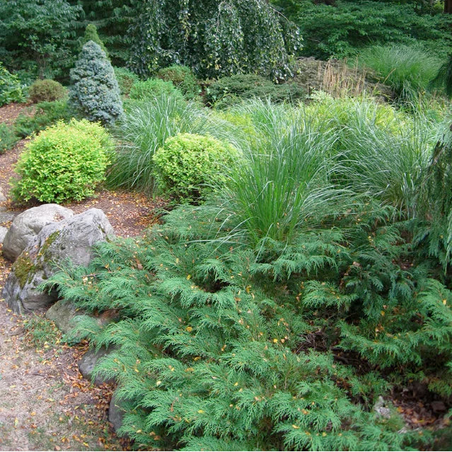ミッソーニ　ハーフケットストリシア Siberian Carpet Cypress | Microbiota decussata – Mandy Spring Farm