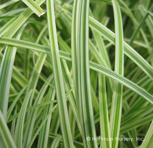 Silver Sceptre Sedge | Carex morrowii 'Silver Sceptre'