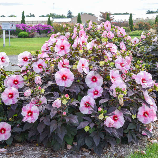 'Starry Starry Night' Hibiscus