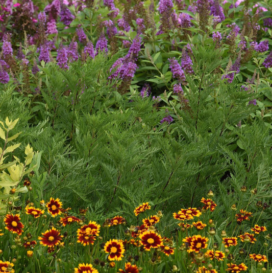 SunFern™ Olympia Russian Wormwood | Artemesia gmellini