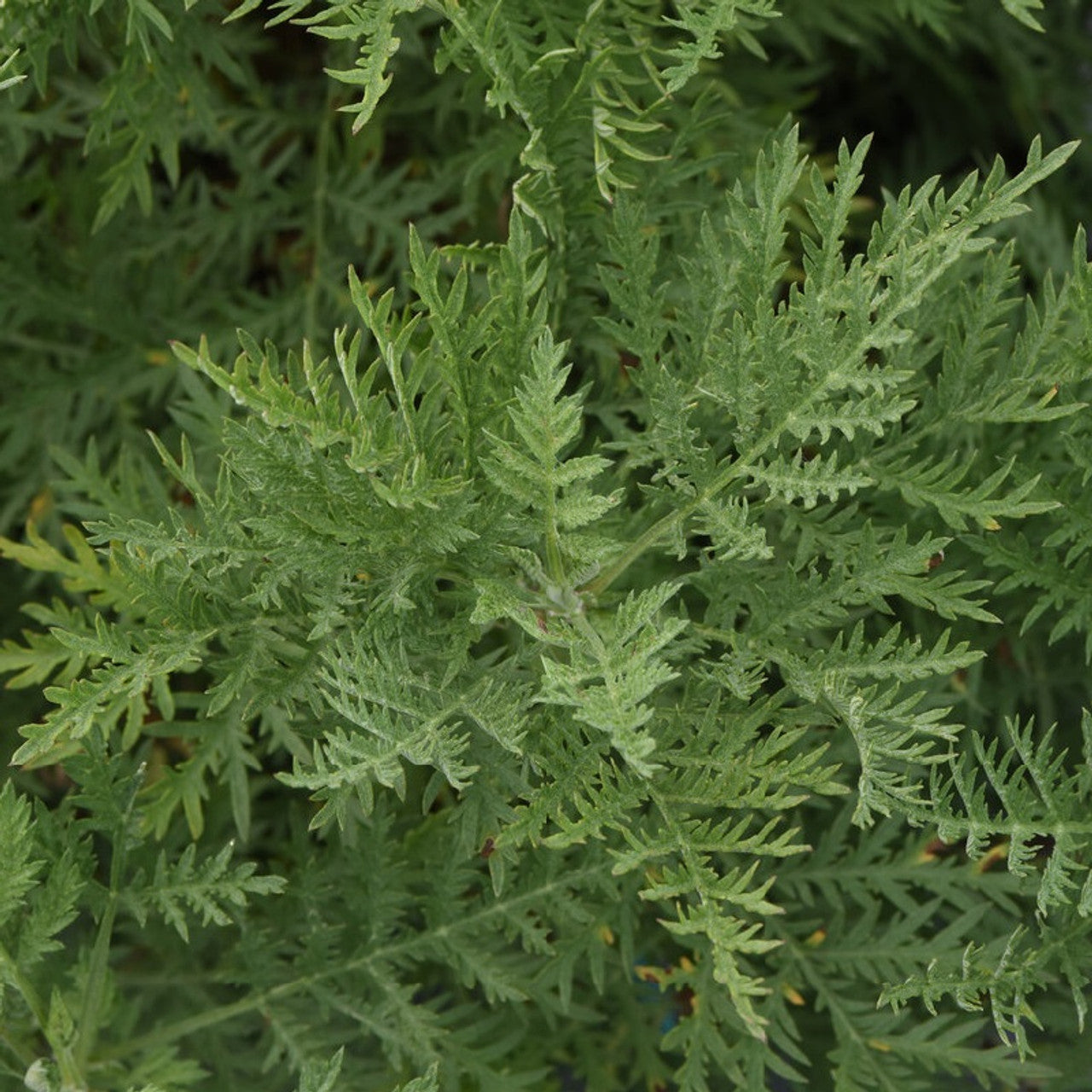 SunFern™ Olympia Russian Wormwood | Artemesia gmellini