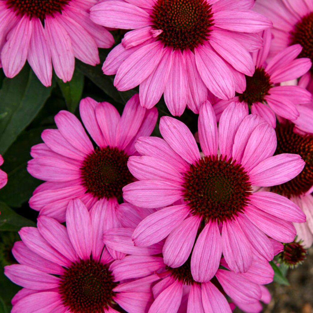 'The Fuchsia is Bright' Coneflower | Echinacea hybrid