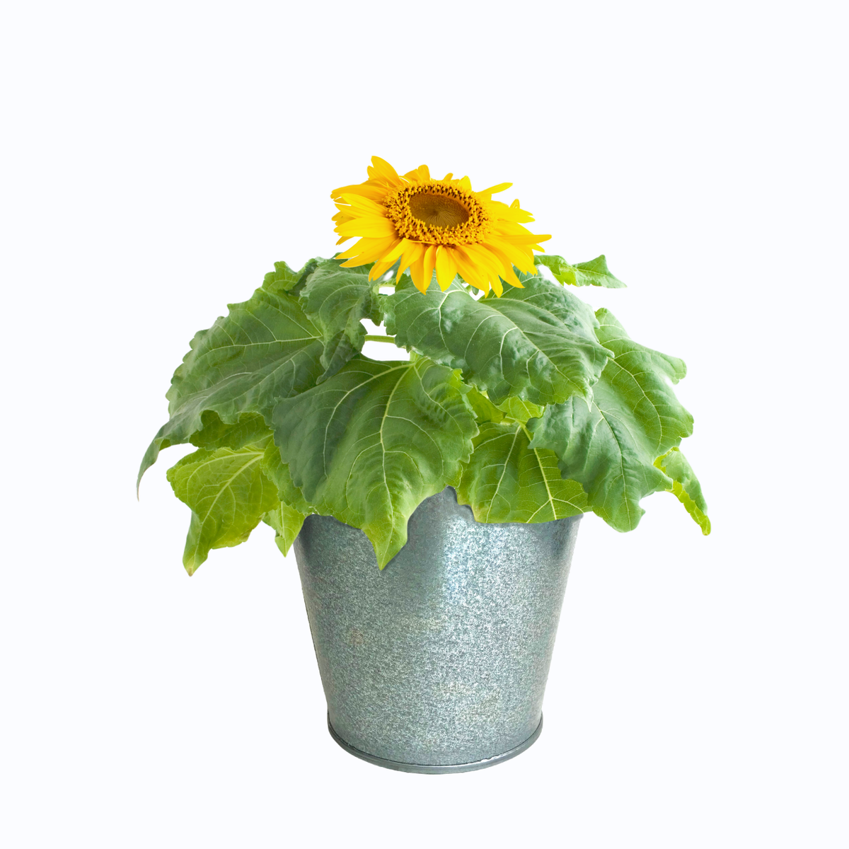 Garden in a Pail Mini Sunflowers | Summer & Fall Flowers