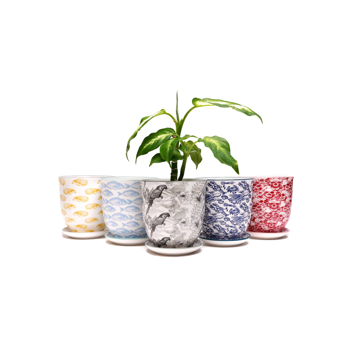 Liberte Indoor plant pots with drainage 3 & 5 inch planter