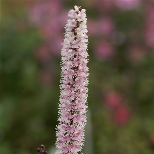 Pink Spike Bugbane | Actaea simplex