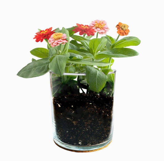 Essential | Happy Birthday Flower Garden | Best Seller