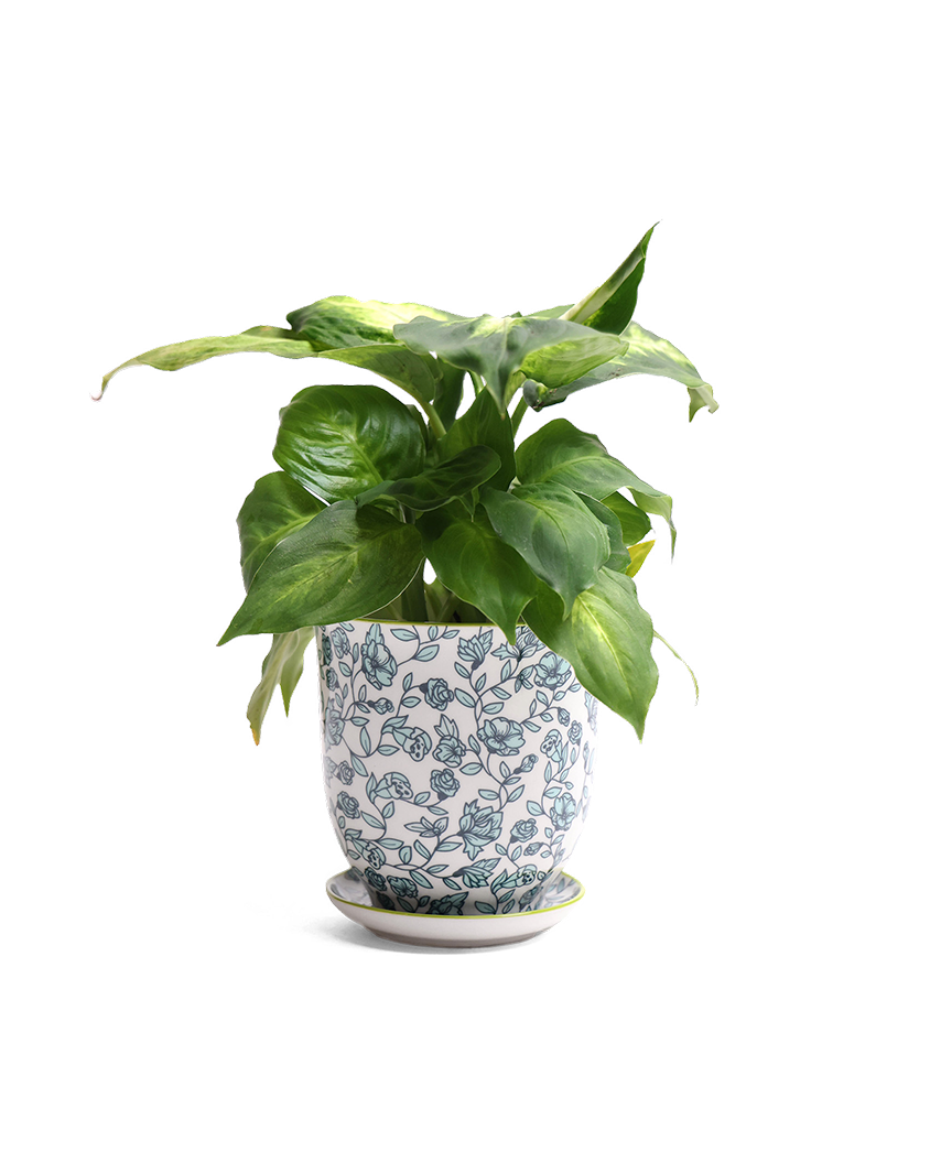 Liberte Indoor plant pots with drainage 3 & 5 inch planter