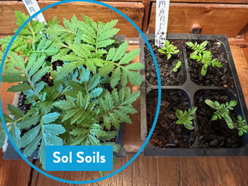 Soil (1Gal) Seedling & Propagation Mix