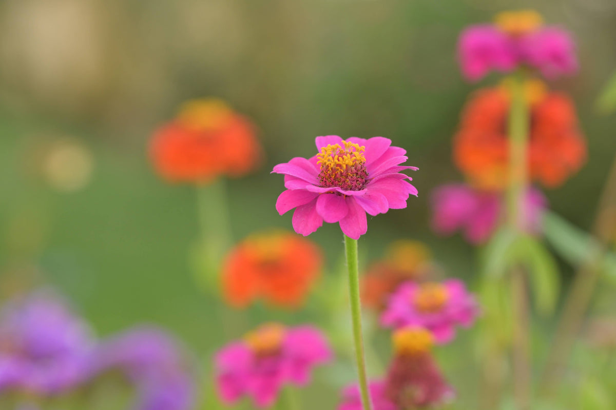 Essential | Happy Birthday Flower Garden | Best Seller