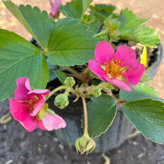 Pink Panda Strawberry | Fragaria