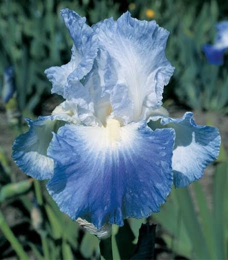 Reblooming German Iris Clarence