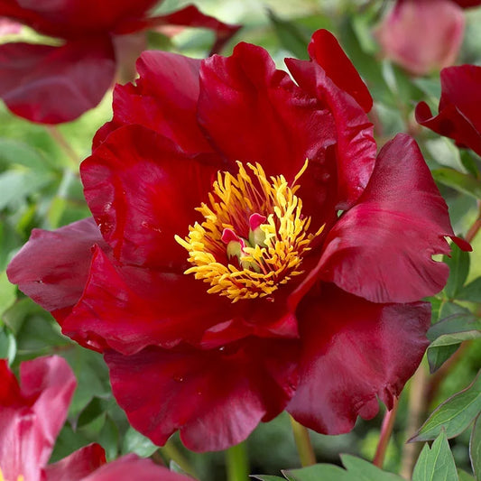 Scarlet Heaven Itoh Peony | Paeonia