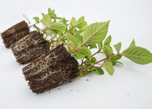 magic bean - bean spectular