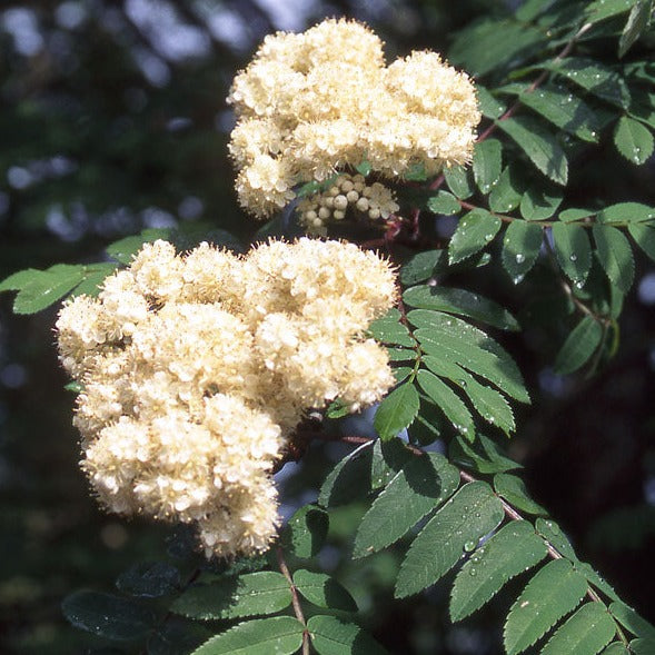 Bare Root - Cardinal Royal® Mountain Ash | Sorbus aucuparia 'Michred'