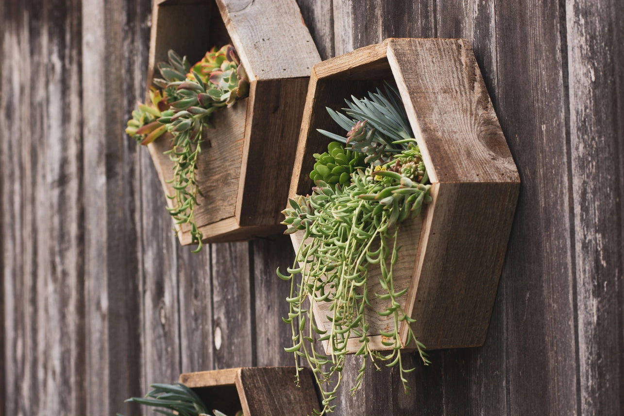Succulent Living Wall Workshop — Thu Sept 10