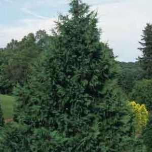 Blue Nootka Cypress | Chamaecyparis nootkatensis 'Glauca'