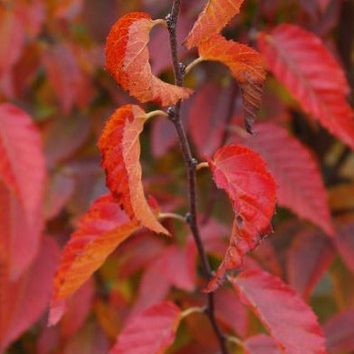 Winterberry, Johnson's Nursery