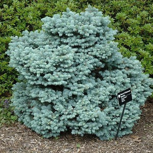 Thume Blue Spruce | Picea pungens