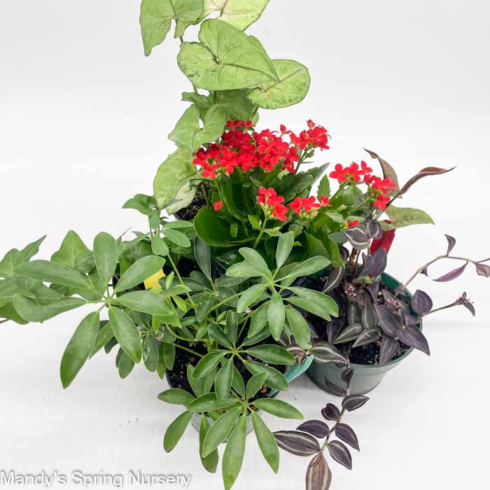 Houseplants (Assorted) | Assorted houseplant species