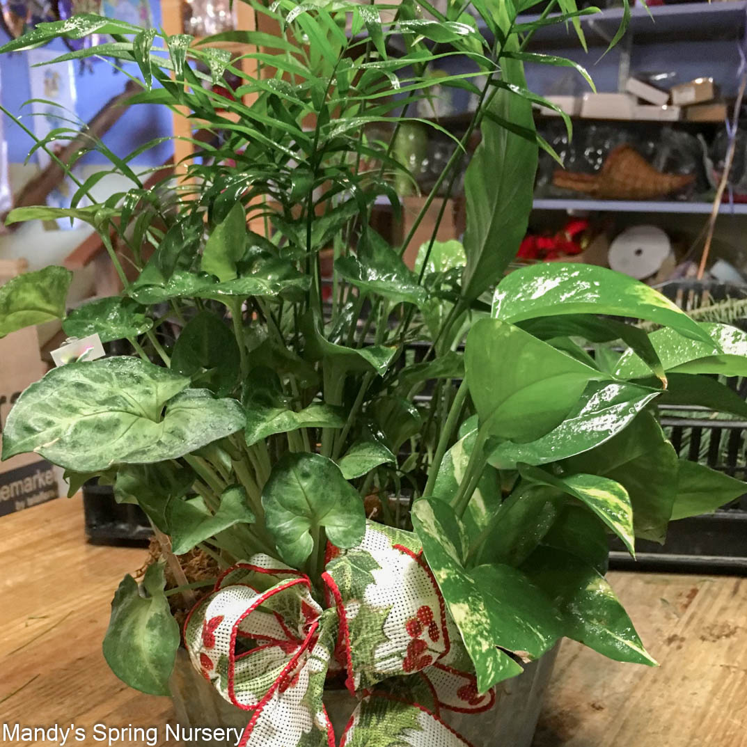 Houseplant Dish Garden | Assorted houseplant species