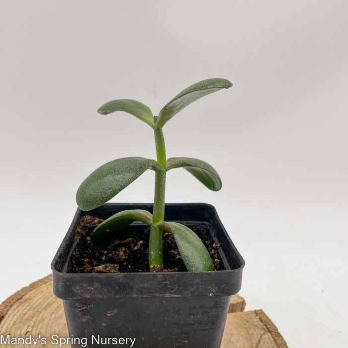 jade plant nursery near me Jade