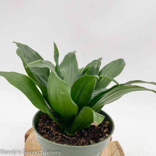 Janet Craig Dracaena | Dracaena fragrans 'Janet Craig'