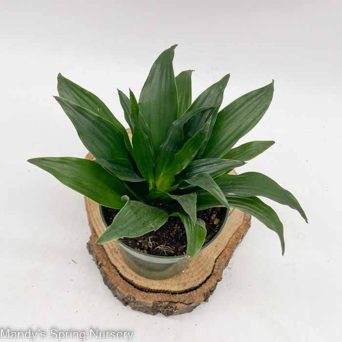 Janet Craig Dracaena | Dracaena fragrans 'Janet Craig'