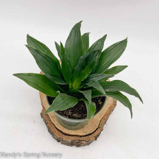 Janet Craig Dracaena | Dracaena fragrans 'Janet Craig'
