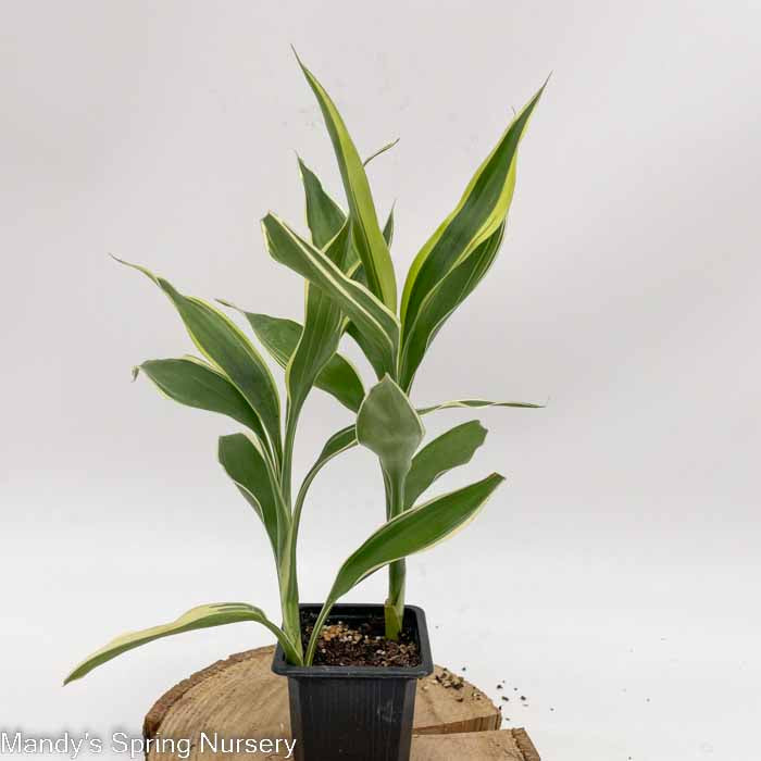 dracaena nursery 'Song of India' Dracaena