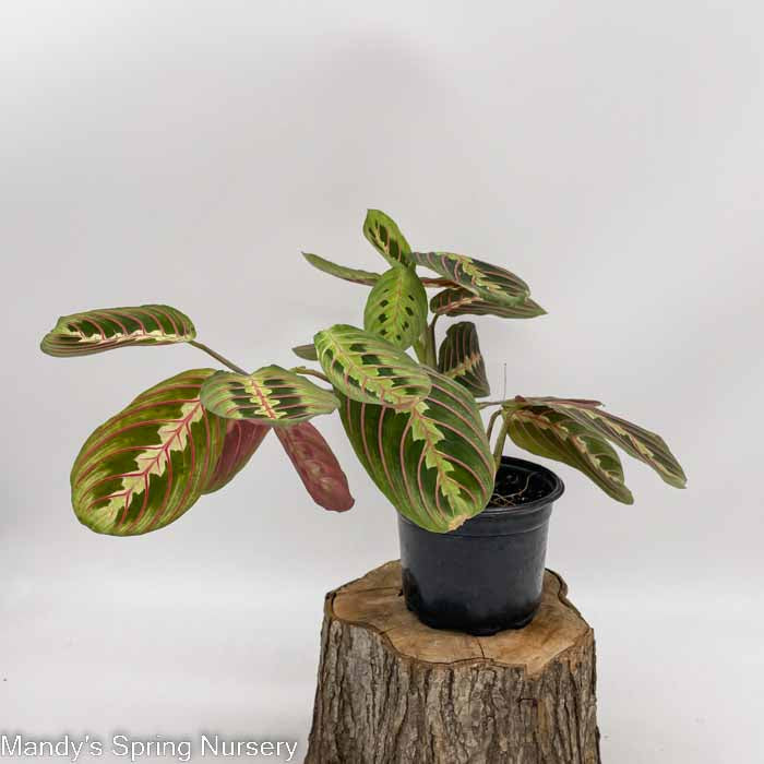 prayer plant open and close Prayer Plant
