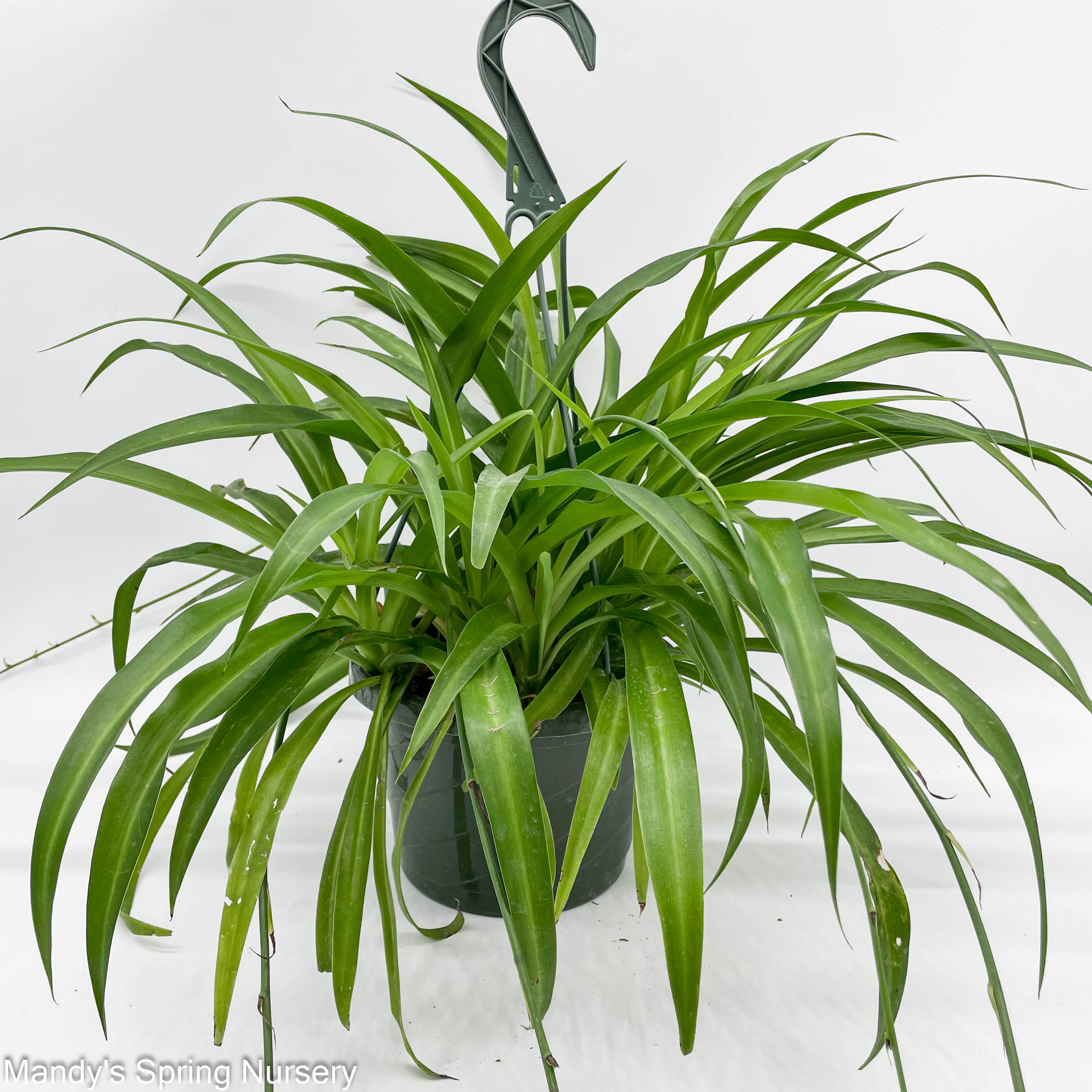hawaiian spider plant Spider Hardy Plant Hanging Basket 8”
