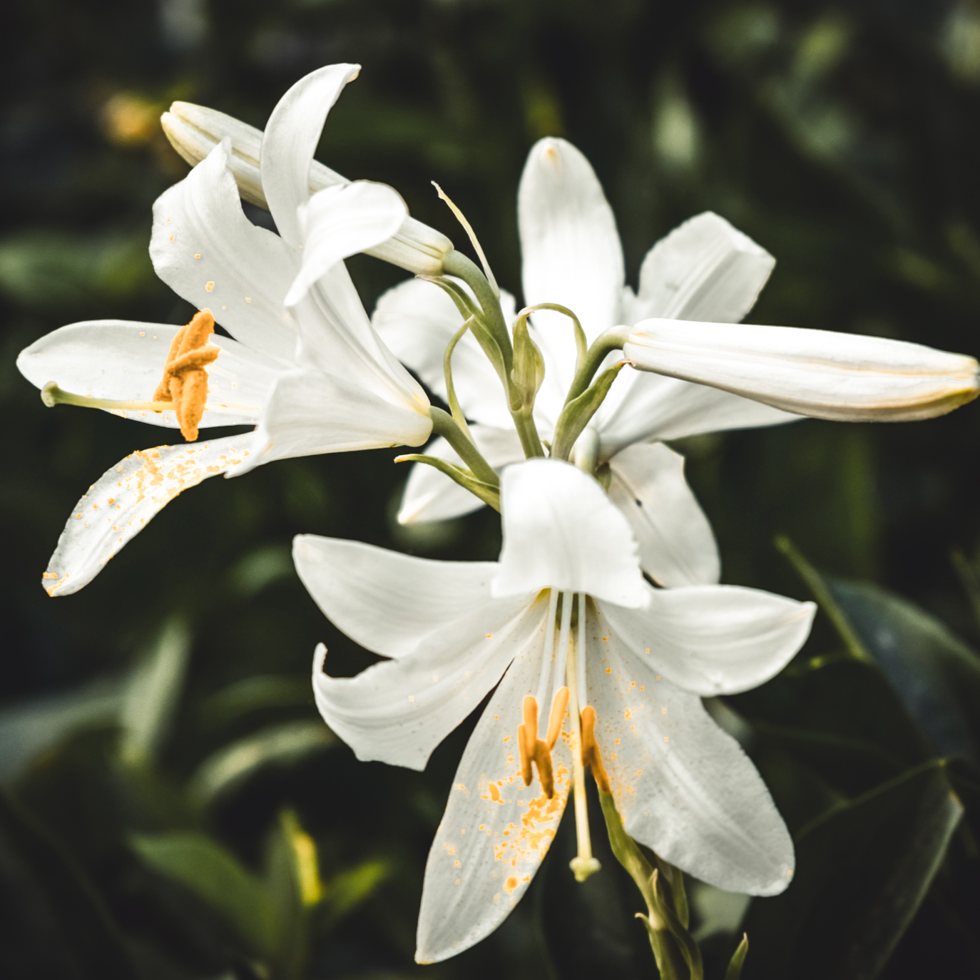 easter lily flower Easter Lily