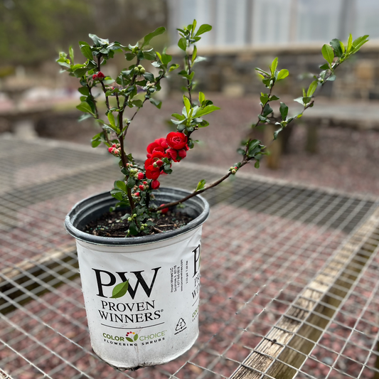 'Double Take Scarlet' Flowering Quince | Chaenomeles speciosa