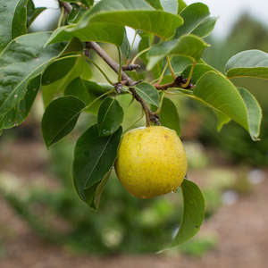 Bare Root - Tawara Asian Pear | Pyrus 'Tawara Oriental'