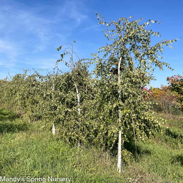 Young's Weeping Birch | Betula pendula 'Youngii'