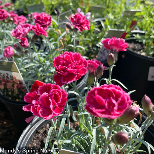 Burgundy (Dark Red) Carnation Wholesale Fresh Flower