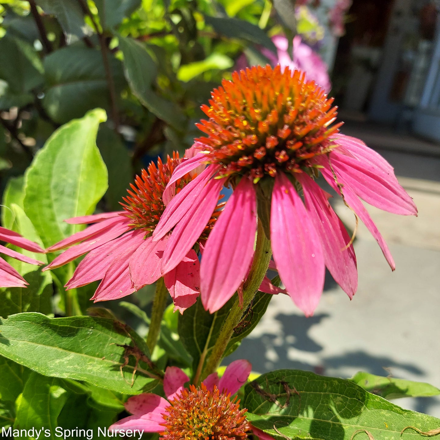 'PowWow Wild Berry' Coneflower | Echinacea purpurea