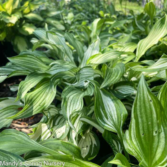 Hosta Variegata | Hosta undulata 'Variegata'
