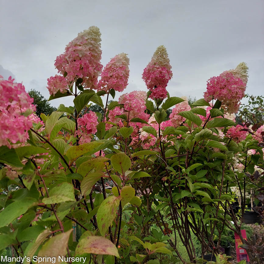 Berry White Hydrangea Tree | Hydrangea paniculata 'Renba'