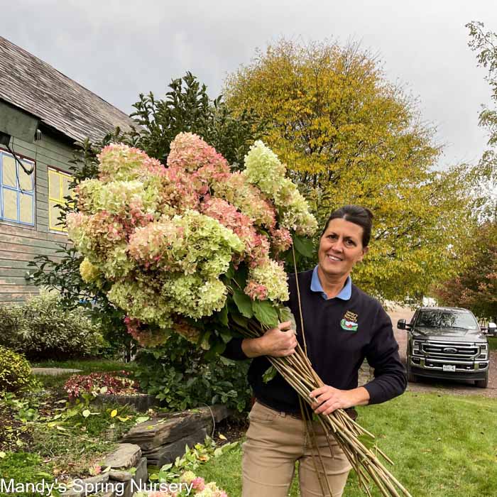 Limelight Hydrangea | Hydrangea paniculata