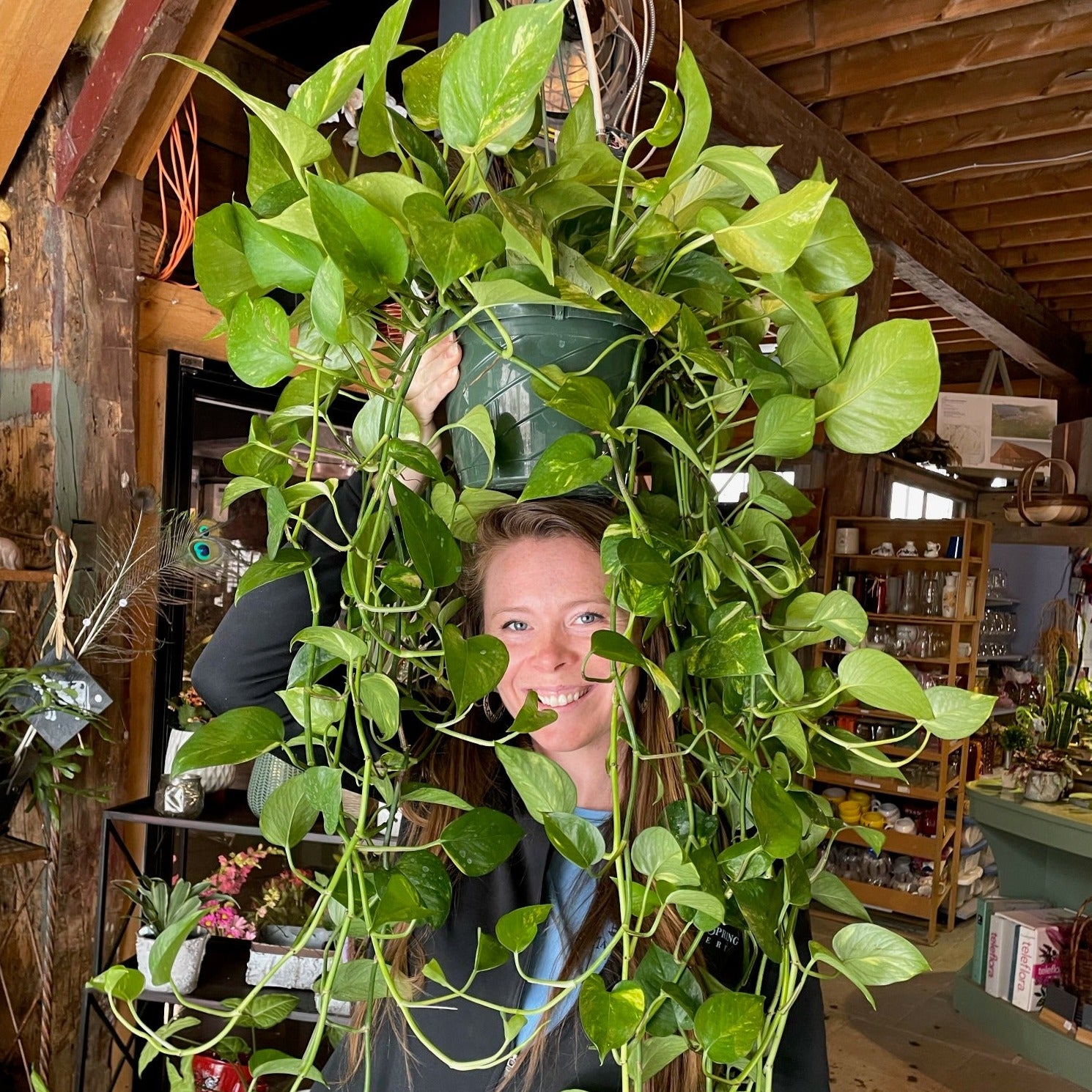 picture of golden pothos plant Golden Pothos