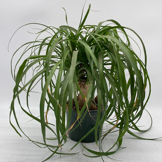 Ponytail Palm | Beaucarnea recurvata