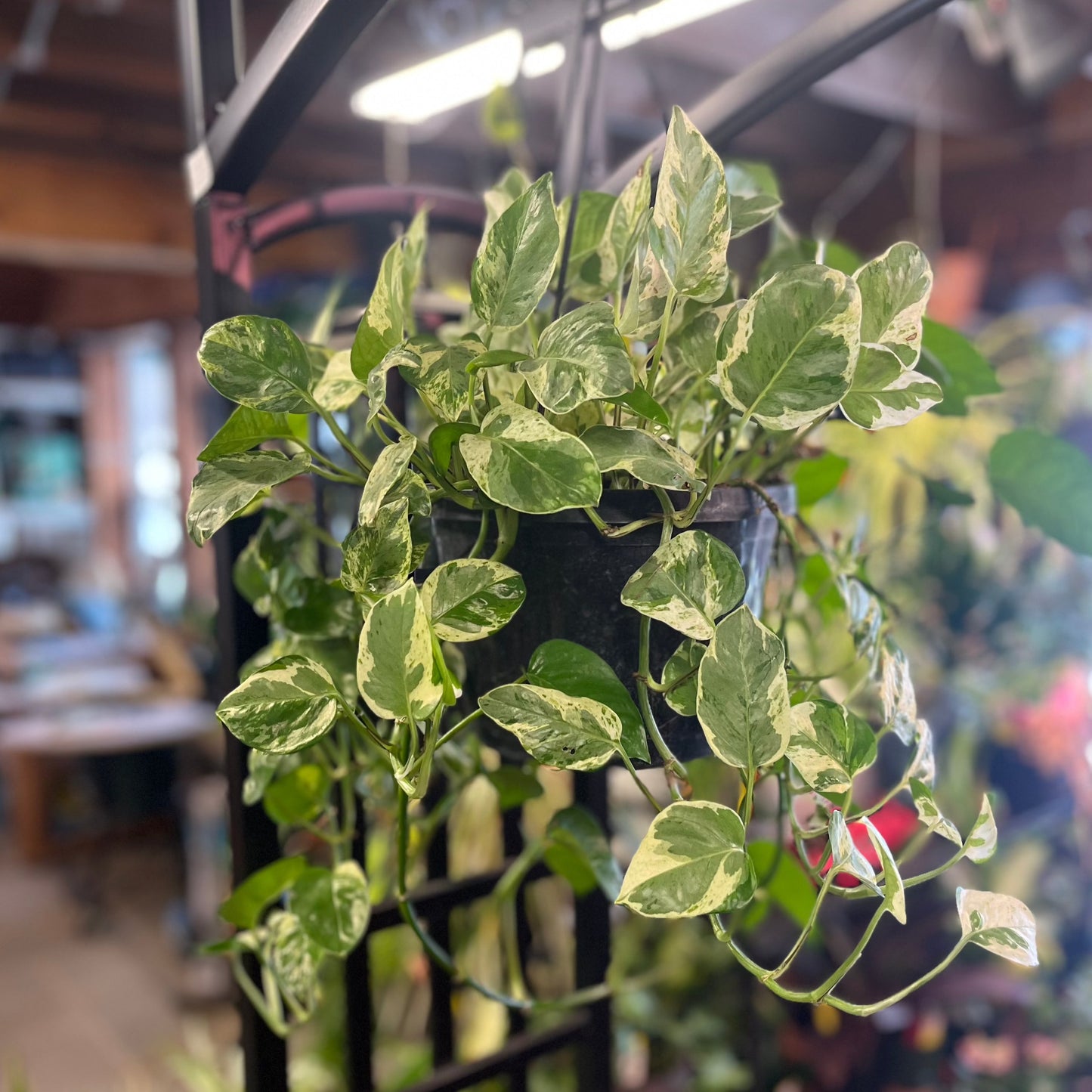 Pearls & Jade Pothos | Epipremnum aureum 'Pearls and Jade'