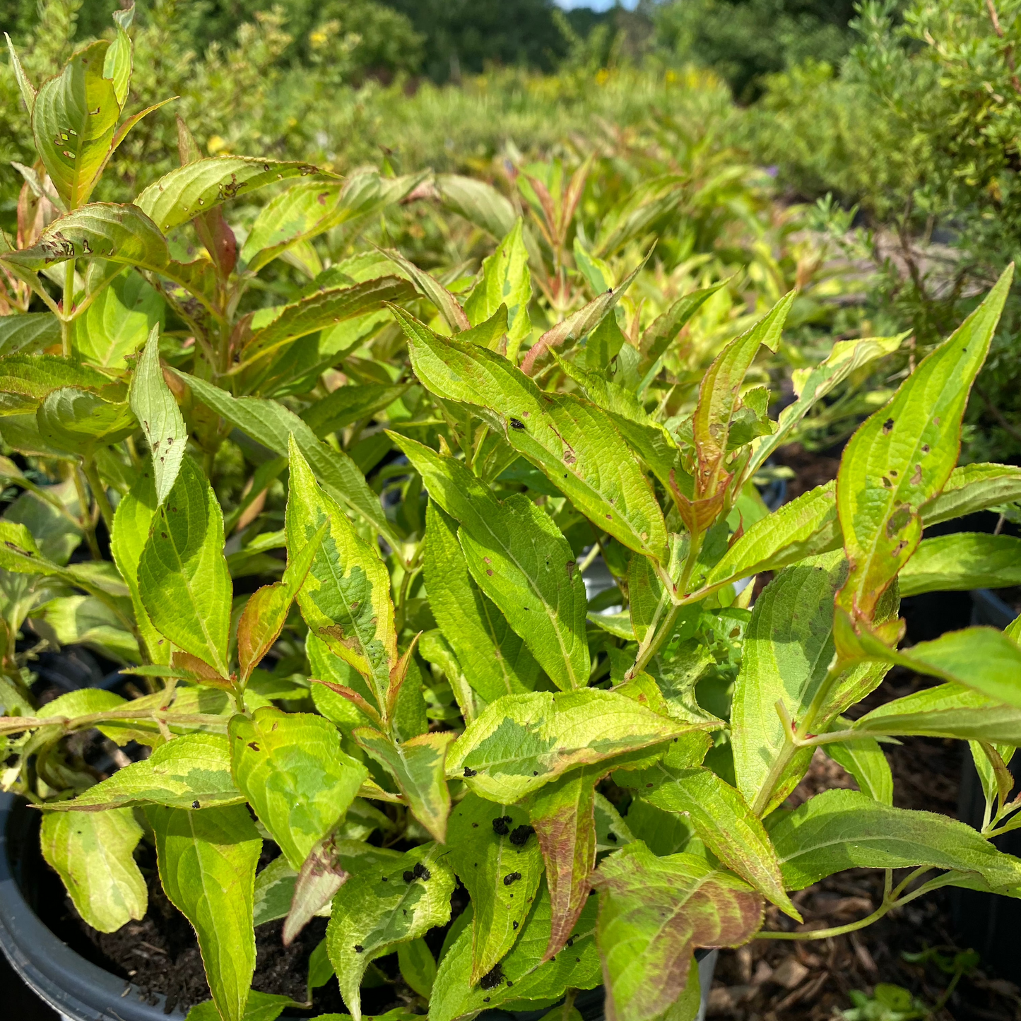 My Monet Sunset Weigela | Weigela florida
