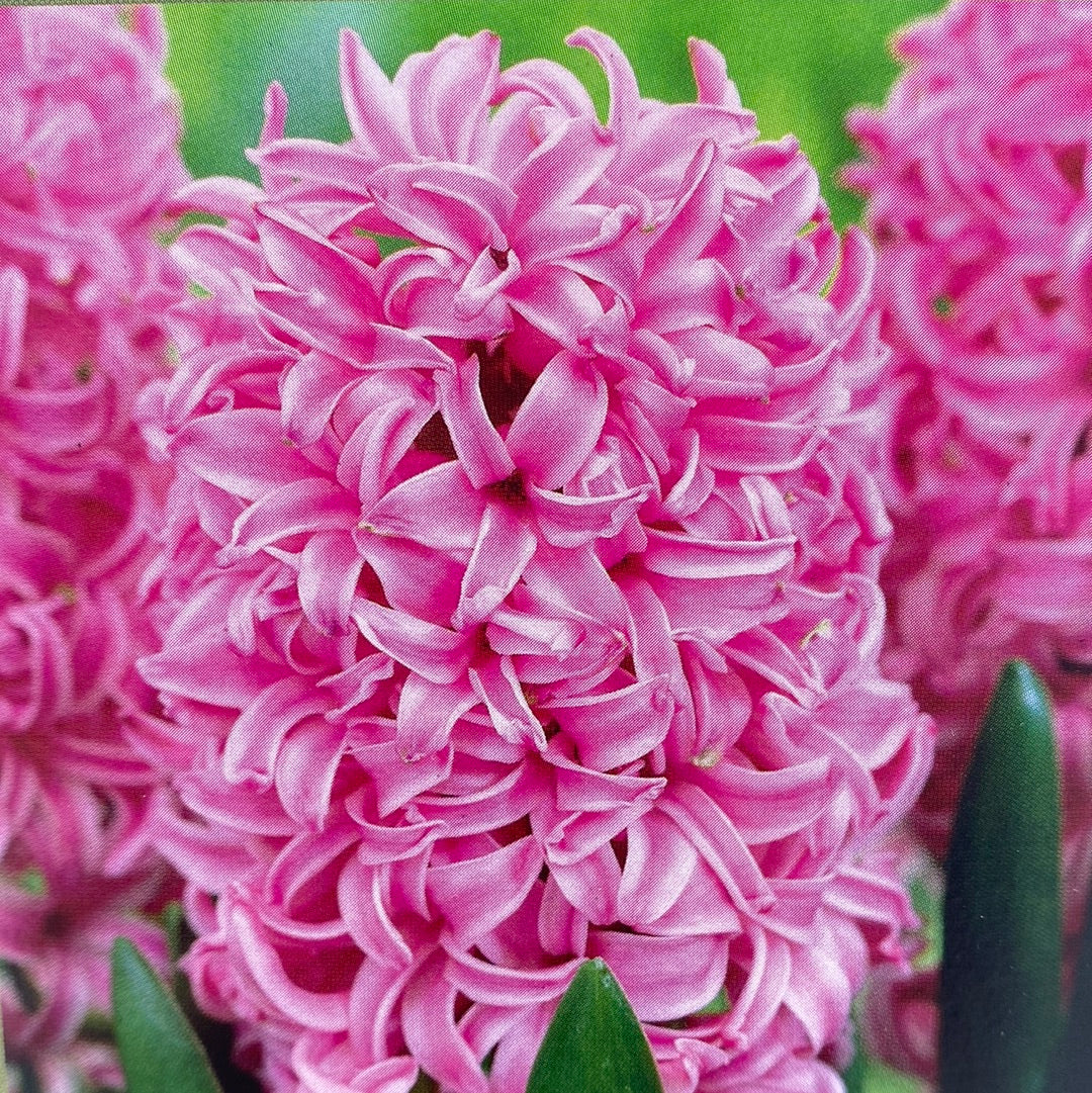 Paperwhites and Hyacinths in Glass Vase