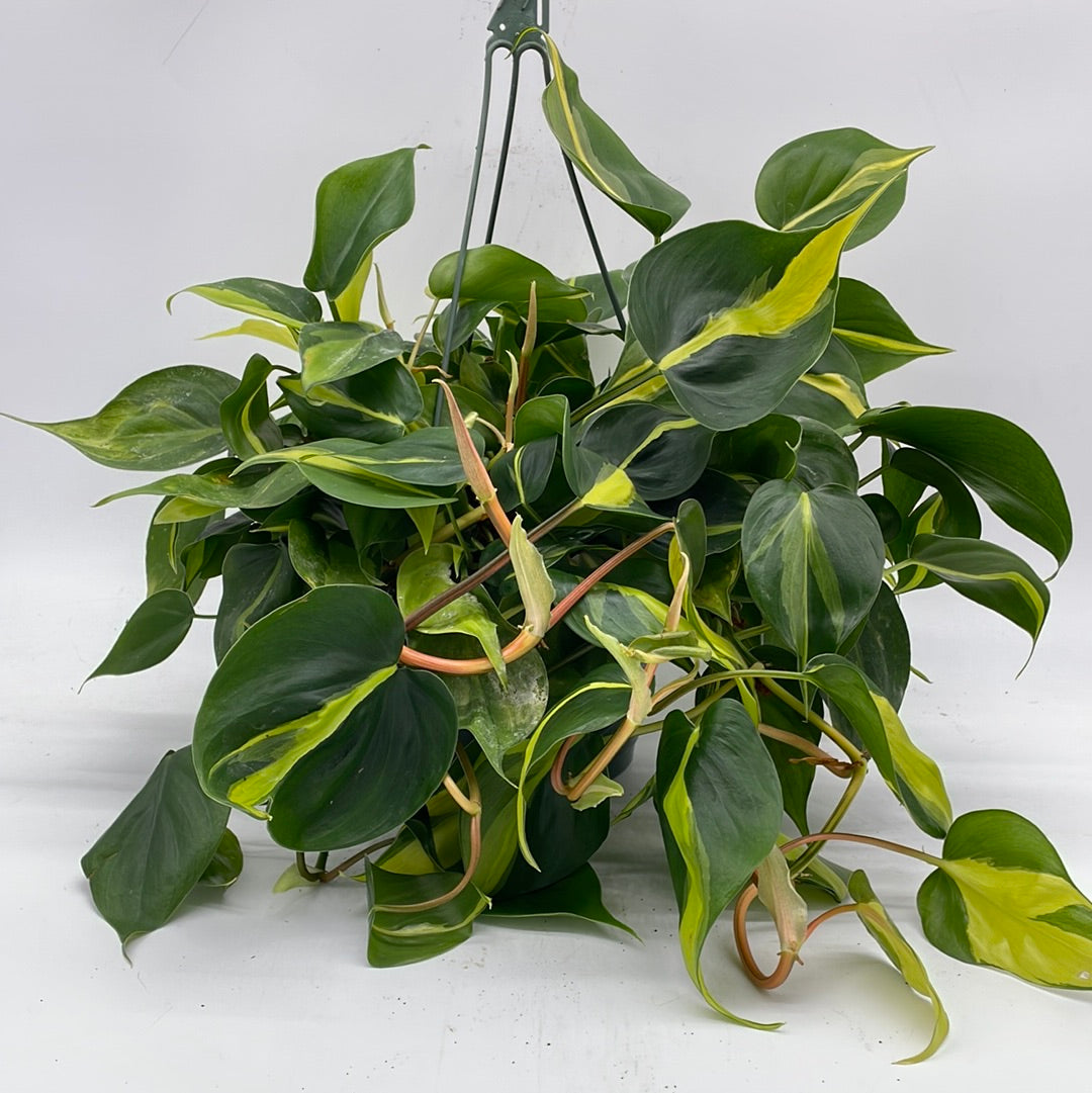 memphis plant nurseries philodendron TropicalPlants.com Brasil Philodendron (Hederaceum) Live Plant in 6 in. Growers Pot