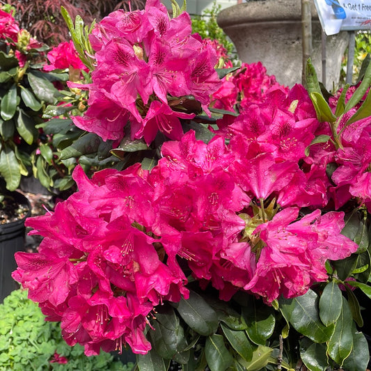'Holden’s Red' Rhododendron | Rhododendron 'Holden Red’