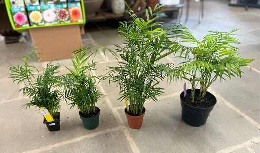 Parlor Palm | Chamaedorea elegans